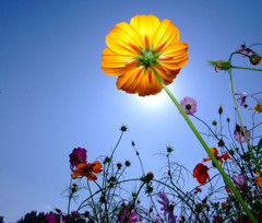 コスモス通信。。