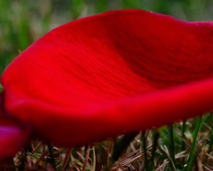 赤の箱船・・・