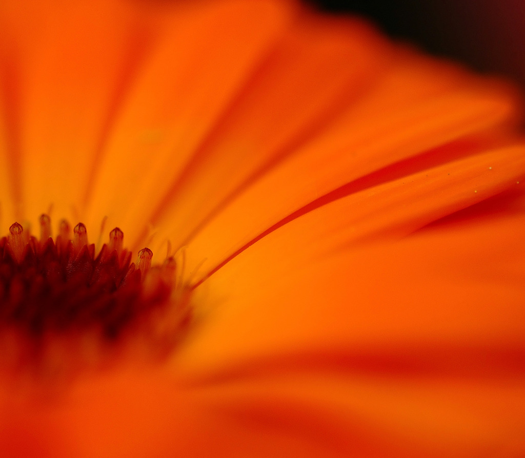 京都　花日記　２