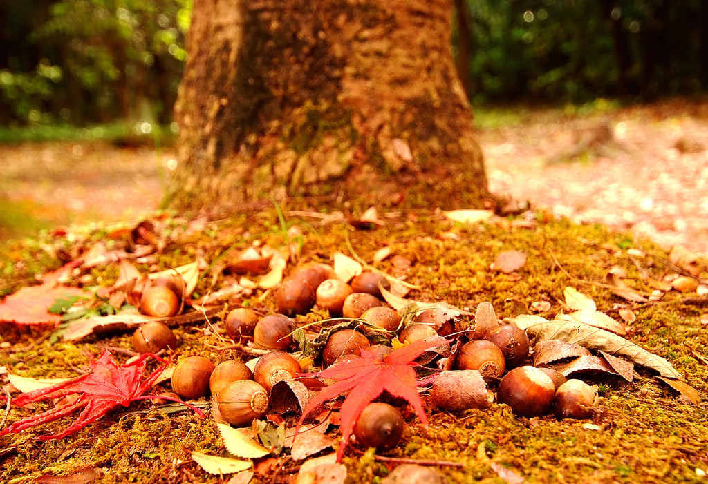 秋の収穫祭。。