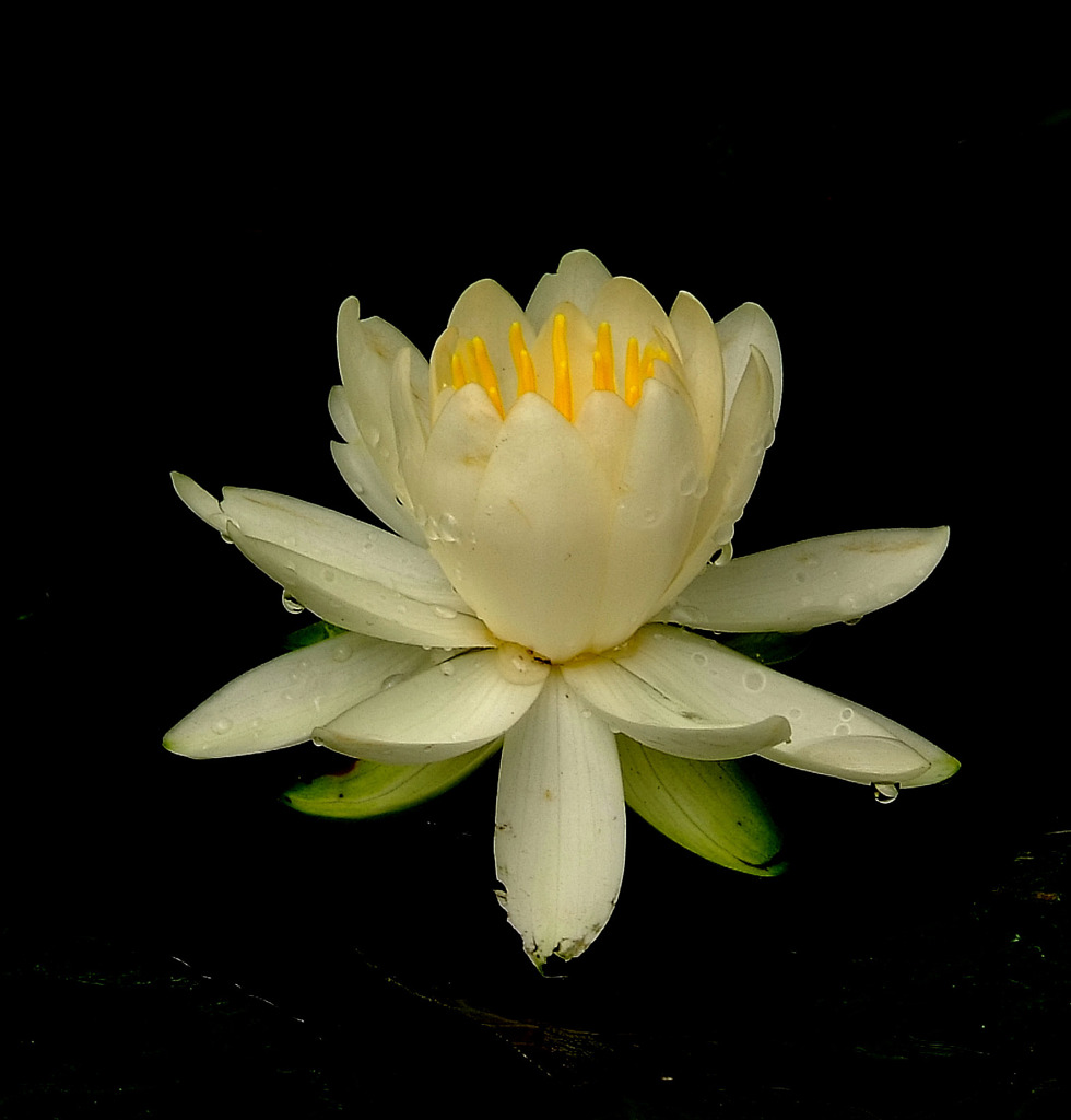 雫。