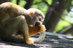 小人の食事　③