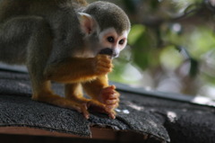 小人の食事　①