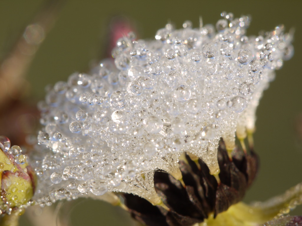 綿毛bubble