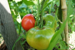 我が家の野菜たち