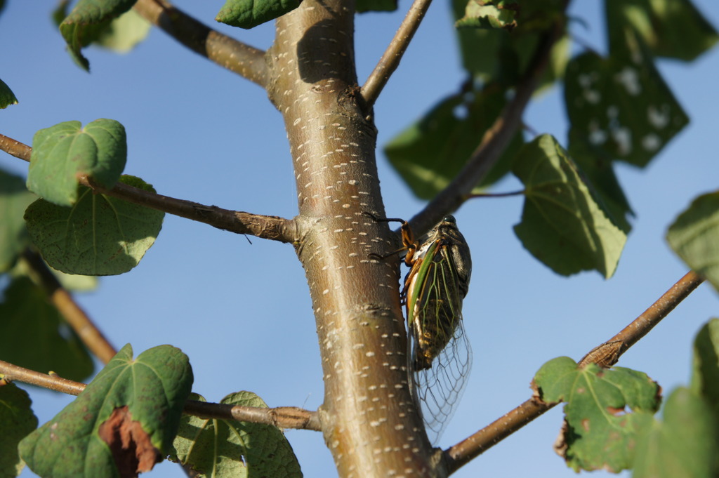 cicada②