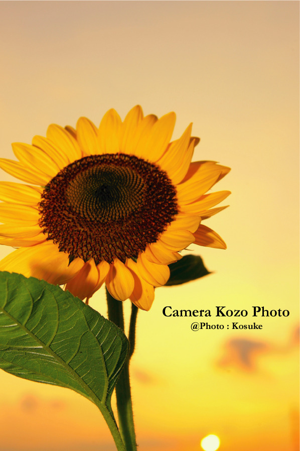夕日とヒマワリ