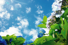 紫陽花