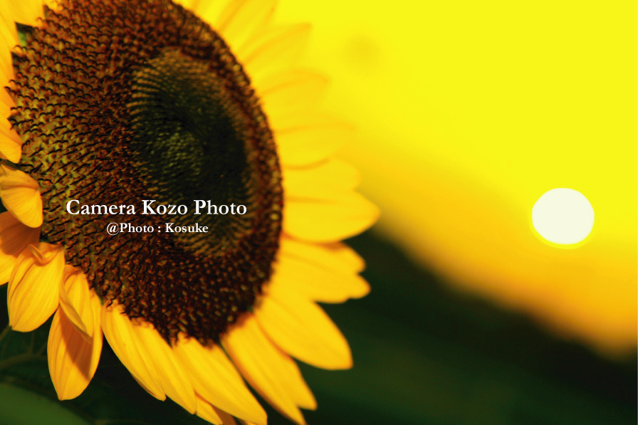 夕日とヒマワリ