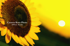 夕日とヒマワリ