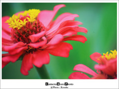 flower1