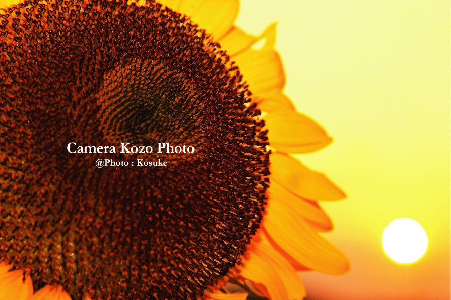 夕日とヒマワリ