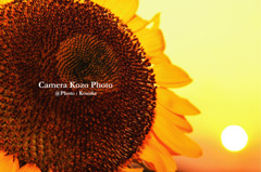 夕日とヒマワリ