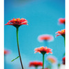 花5
