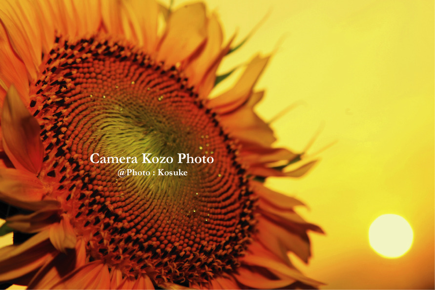 夕日とヒマワリ