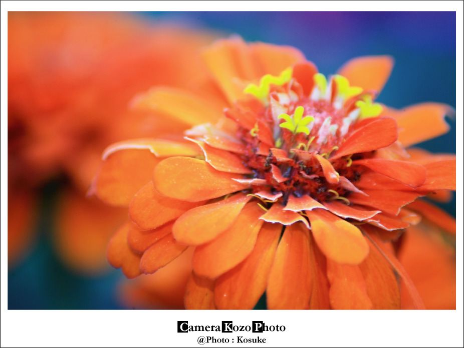 flower5