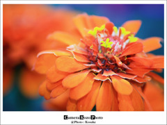 flower5