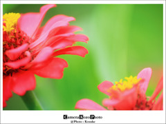 flower2