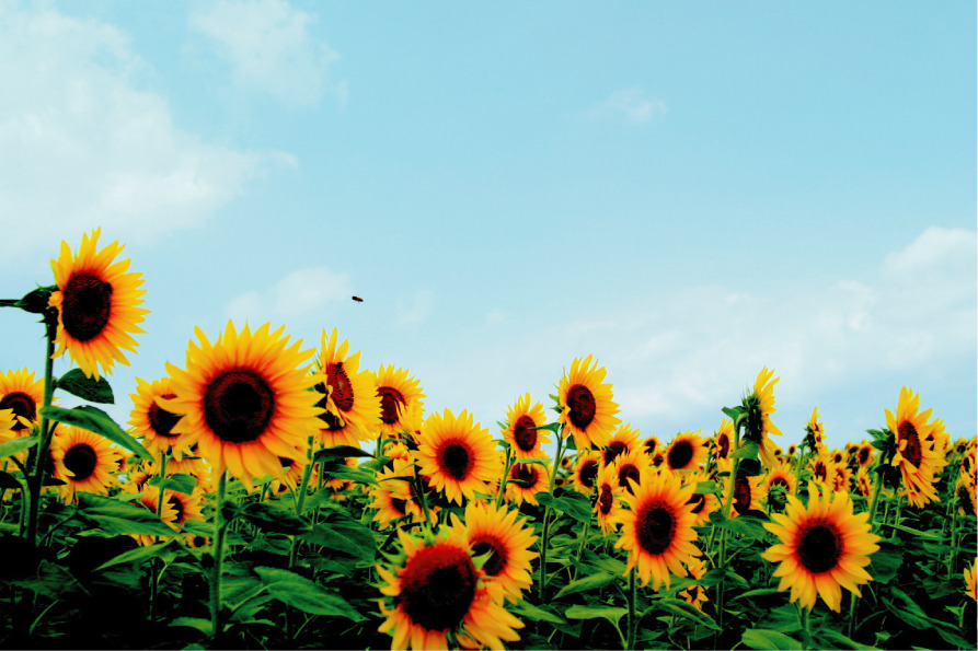 太陽の花
