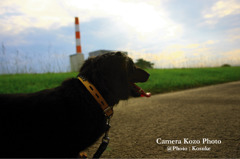 dog