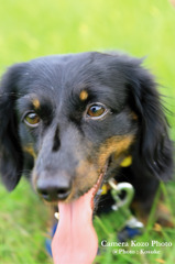 dog