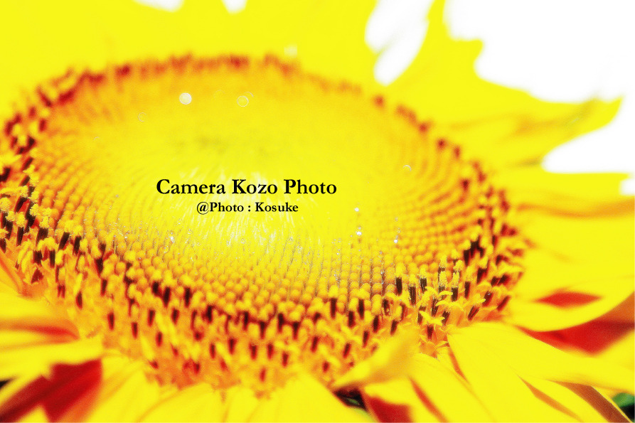 ヒマワリのお皿