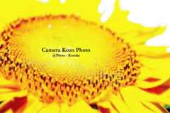 ヒマワリのお皿