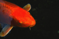 紅鯉