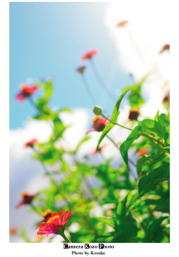 花7