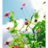 花7