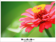 flower4