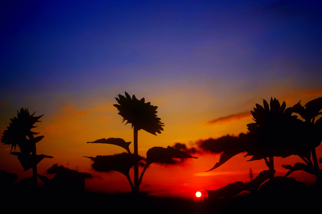 夏の夕暮れ
