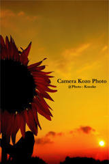 夕日とヒマワリ