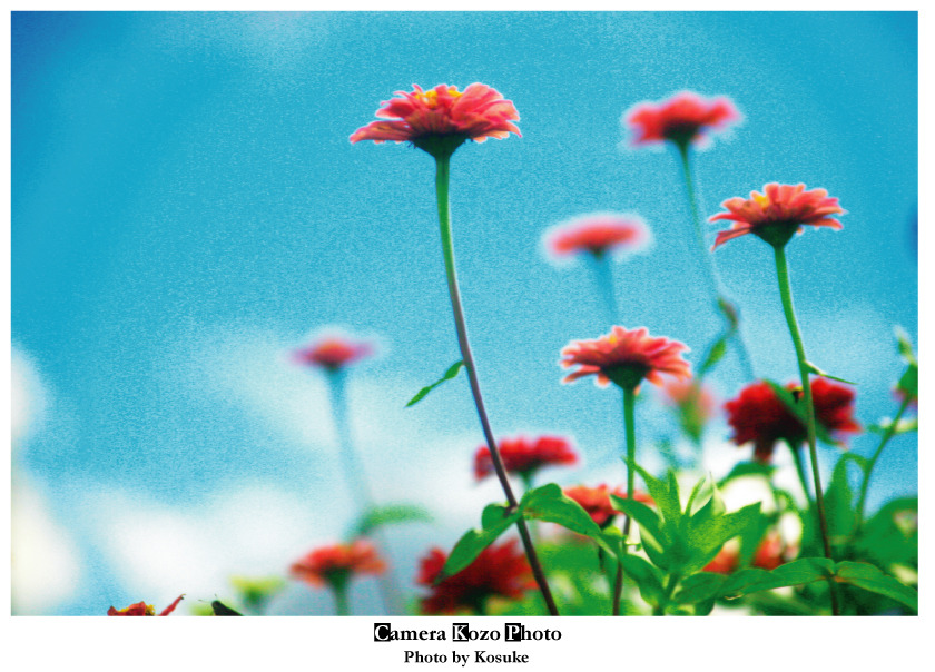 花1