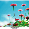 花1