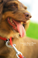 dog-smile-