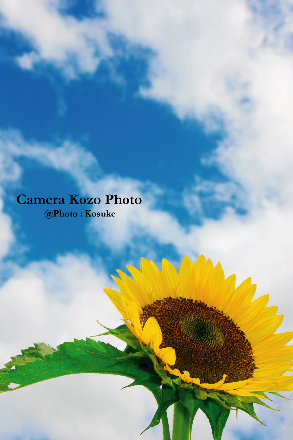 sun flower