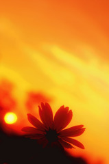 あなたに会いたくて