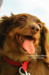 dog