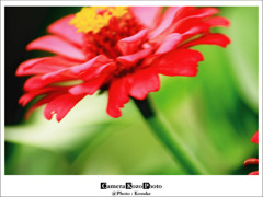 flower3
