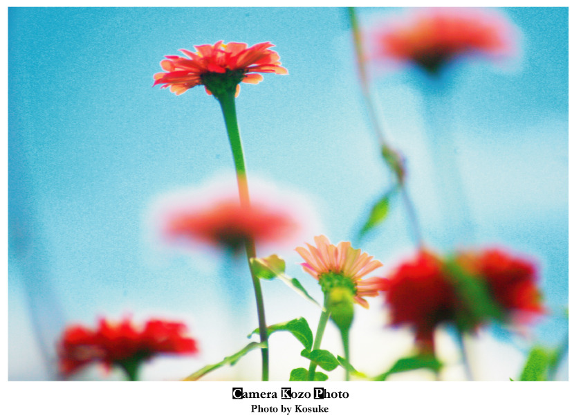 花2