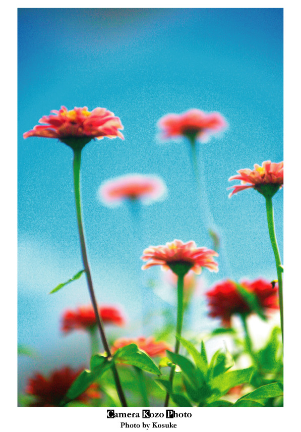 花6