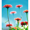 花6