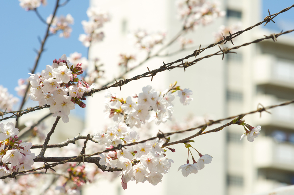 鋭鉄桜