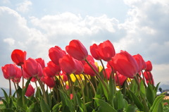 チューリップの花♪