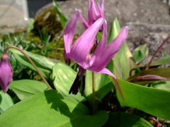  かたかごの花