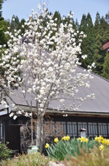 白馬村青鬼