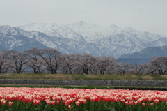 桜遠景