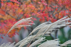 秋風