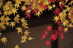 椛